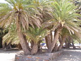 Palm Trees at Vai beach